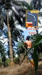 Cali py1 sabit sawit sickle S7 Lsize 25-25kaki