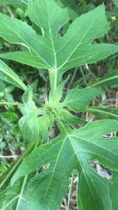 DAUN INSULIN/KIPAIT 500GR SEGAR HERBAL ORGANIK