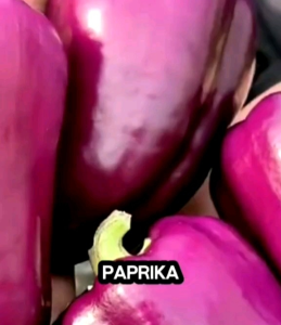 5 BUTIR BIJI/BENIH TANAMAN PAPRIKA UNGU F1