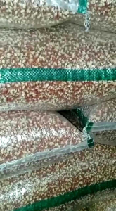 JAGUNG KRISTAL/JAGUNG MERAH PAKAN MERPATI ADU