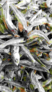 🐟🐟ปลาจิ้งจั้งแห้ง ไชด์ 4-5 เซน ปลาสวย ตัวใหญ่ ติดหัว รสชาติเค็ม ไม่ใส่วัตถุกันเสีย ปลาตามฤดูกาล ทำสดใหม่ทุกวัน เหมาะสำหรับทุกเพศทุกวัย🐟🐟