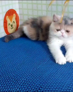 PET MAT - ALAS KANDANG HEWAN - PTTY#5