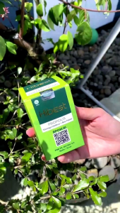 Hibest Propolis: Solusi Atasi Diabetes, Kolesterol, Hipertensi, Asam Lambung, Paru-Paru, Batuk, TBC, Asma