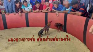 ไข่เชื้อไก่ชน ลูกพายุ โกวเซ้มฟาร์ม แข้งหน้าธรรมชาติ รับประกันเชื้อ ส่งด่วนทั่วประเทศ