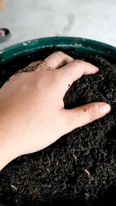 LOAM SOIL READY TO USE HIGH CLASS QUALITY FOR PLANTS