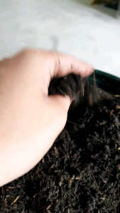 LOAM SOIL READY TO USE 5 KILO FOR PLANTS