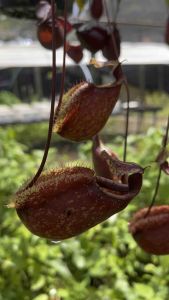 ต้นหม้อข้าวหม้อแกงลิง (หม้อลาย) 2ต้น/กระถาง 6 นิ้ว 🎋 จำนวนต้นใหญ่เพิ่มขึ้นเพื่อกระถาง 8 นิ้ว 🤗🎉