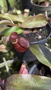 ต้นหม้อข้าวหม้อแกงลิง (ไวกิ้ง แอมแบล็ค)🎋 กระถาง 4 นิ้ว ปากดำบ้างลายบ้างคละๆกัน 🤗🎉 หม้อข้าวหม้อแกงลิง ราคาถูกพิเศษจากสวนระยอง สุดคุ้ม “Nepenthes” พร้อมส่งทั่วประเทศ🪴🌿🌱