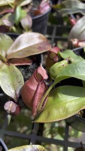 ต้นหม้อข้าวหม้อแกงลิง (ไวกิ้ง แอมแดง) - 4 นิ้ว - ราคาพิเศษ สุดคุ้ม "Nepenthes" พร้อมส่งทั่วประเทศ 🎋 🤗 🎉