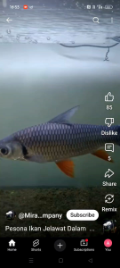 ikan jelawat sultan  hidup saiz 4-+ inci