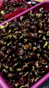 JENGKOL TUA PULEN