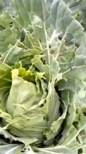 PUPUK CORPCURE – Pupuk Cair Organik | Menyuburkan Tanaman Cepat | Untuk Padi Sayur & Buah