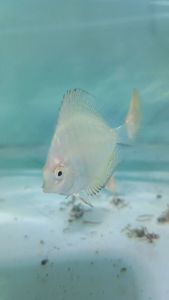 Discus white butterfly / ikan hias aquarium air tawar
