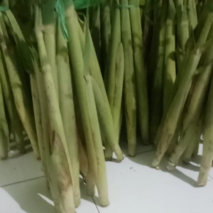 Sayur Terubuk Fresh Baru Petik