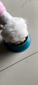 THỨC ĂN HẠT DÀNH CHO THÚ CƯNG NGĂN NGỪA NƯỚC MẮT TỐT CHO XƯƠNG BỔ MẮT - NATURAL LAB CARE 1 JOIN & EYE 2KG