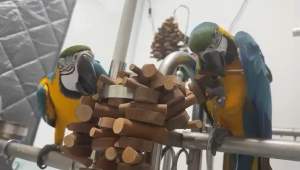 WCT006 Natural Wooden parrot toys/bird toy for medium and large Parrots