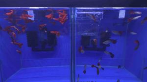 Albino Full Red And White Seeds Guppy Red Gene Guppy (Male) 白子全红孔雀鱼 (公)