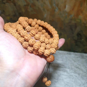 11.5mm large size "ginger yellow" 5 Mukhi (Faces) "Double Dragons" Rudraksha 108 chanting beads 11.5毫米大尺寸姜黄皮五瓣双龙小金刚菩提108念珠 (Same design with 99 chanting beads also available. )