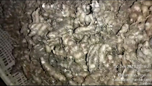 kencur 1 kg murah KENCUR BAGUS PRESS SEGER kencur segar murah kencur murah kemcur super 1 kg bisa cod lagi promo