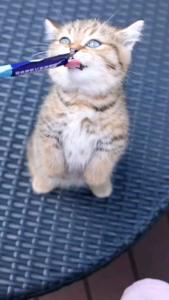 LIEBAO SNACK KUCING SEHAT 15 GR