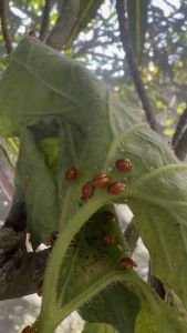 แมลงเต่าทอง ตกแต่งสวน