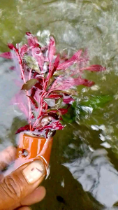 tanaman aquascape ludwegia glandulosa per pot
