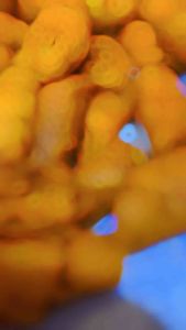 Keripik Lumpia / Lumpia Cikruh / Lumpia Gulung (popia) Termurah / Lumpia Kering / Kulpi Varian Pedas Daun Jeruk