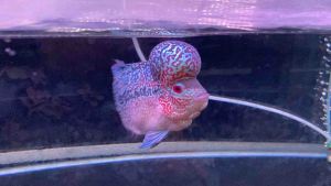 Flowerhorn Premium Food/Makanan Ikan Flowerhorn(花罗汉鱼料)