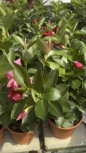 SNT / Pokok Mandevilla Merah Jambu / pokok Menjalar / Tahan Panas