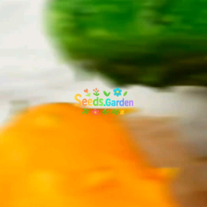 10 BUTIR BIJI/BENIH TANAMAN MELON TANDUK KIWANO