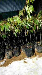 COD Bibit Durian - Bebas Pilih Jenis Bibit Durian 1 Meter UP / bibit durian musangking 1 meter up buah nya super jumbo