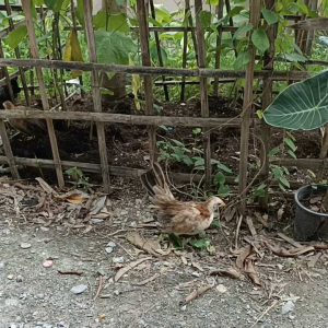 ไก่ซารามอ ไก่เล็กที่สุดในโลก ซึ่งเป็นไก่จิ๋ว ไก่แจ้ซารามอ มีถิ่นกำเนิดในรัฐกลันตัน ของประเทศมาเลเซีย มีความสวยงามสูง และคุณค่าถูกต้อง