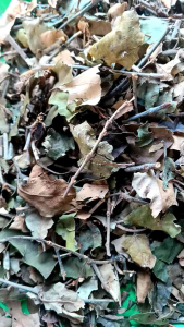 BENALU KOPI KERING / TEH BENALU KOPI UNTUK OBAT HERBAL