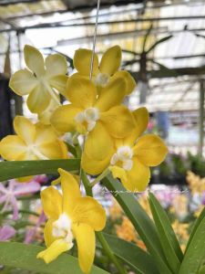 Vanda Orchid | Blooming Size | With Spike/No Spike