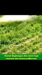 Promo Beli 3 Gratis 1: Herbisida Aman & Biologis Pembasmi Gulma