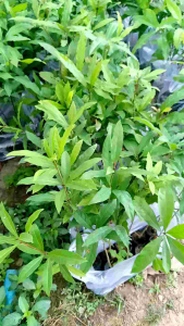 ต้นจิกน้ำ 20-30เซนติเมตร