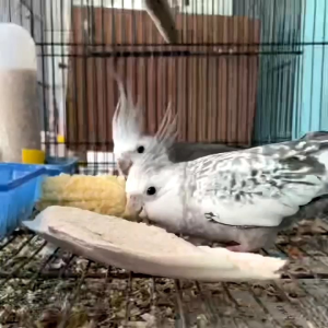 [[ 1 PACK ISI 3 BIJI ]] TULANG SOTONG MAKANAN ASINAN BURUNG - HAMSTER - KURA2 ((PTTY#8))