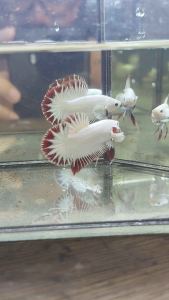 HMPK SNOW RED DRAGON BETTA FISH CLEAN WHITE BODY STAR TAIL *RANDOM PICK*