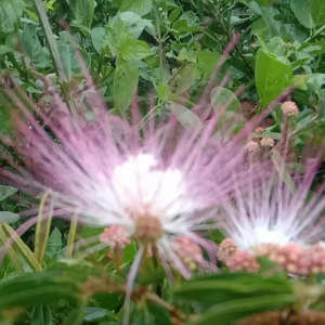 Kaliandra Sulimaraja Suriname 35-45cm Murah