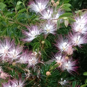 bibit Kaliandra sulimaraja Surinamensis 40-50cm