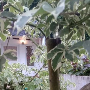 Bibit bonsai randu varigata / pohon kapuk varigata langka