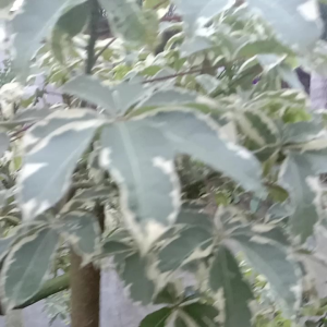 Randu Varigata (5 Batang Entres): Bahan Okulasi & Bonsai