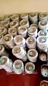 GROSIR Kawat Bonsai 1kg 1/2 kg 1/4kg Lengkap Ukuran 1 mm 2 mm 3 mm 4 mm 5 mm 6 mm Doff Original - Maestro Super
