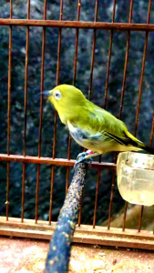 DEXPRO 87 VITAMIN DEXPRO87 PENGGACOR BURUNG PLECI SOGON KONIN BEST SELLER