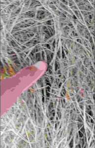 หญ้าแพงโกล่า ขนาด1kg หญ้าแพงโกล่าแห้ง