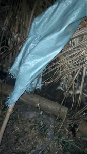 Volva mushroom spawn 3 kilo 6 piraso