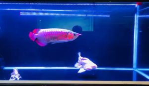 Bóng Đèn Xuân mei long Plus 60cm80cm100cm120cm màu đỏ bóng đèn cho cá rồng màu đỏ Plus 120cm