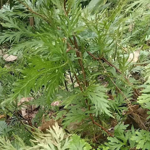 Daun Cakar ayam/ceker ayam anti kanker 1 kg