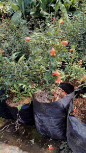 BIBIT DELIMA MERAH KONDISI SUDAH BERBUNGA / BERBUAH