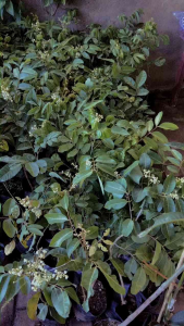 BIBIT KELENGKENG MATALADA KONDISI BERBUNGA